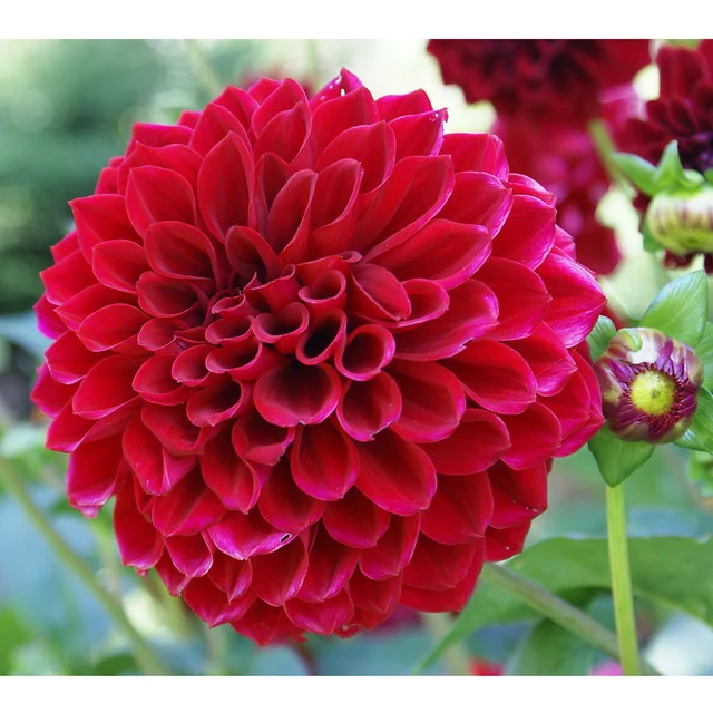 6 Db/Készlet Dahlia Sziromkészlet Rozsdamentes Acél Cukorkák Keksz Süti Vágók Fondant Sütemény Díszítő Szerszámok - Image 2