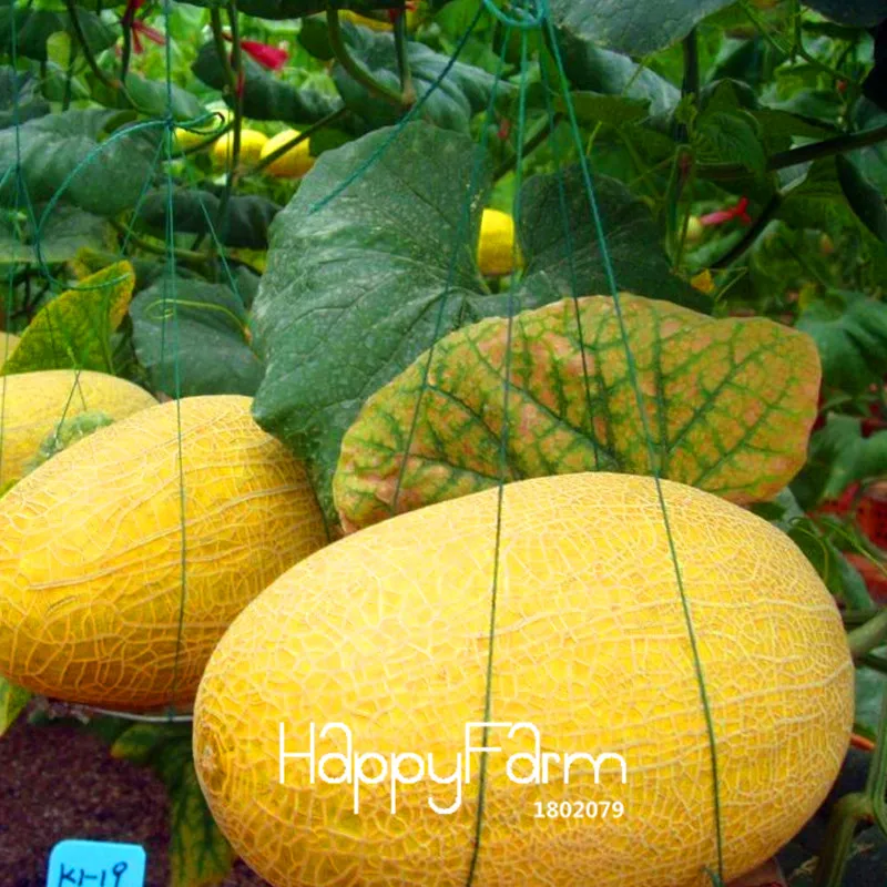 Промоакция! Симпатичная Hami Melon бонсай фруктового сада Дыня гигантская Дыня Фамильные суккулентные растения 10 шт./пакет,# PT5K5D