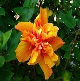 18 200 шт карликовые деревья гибискуса 24 цвета для выбора гибискуса ROSA-SINENSIS Цветочные растения для дома и сада - Цвет: 18