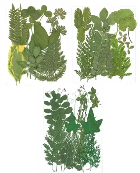 

5sets Pressed Dried Leaf Leaves Plant Herbarium For Jewelry Phone Case Bookmark Scrapbook Invitation Card Making Materials