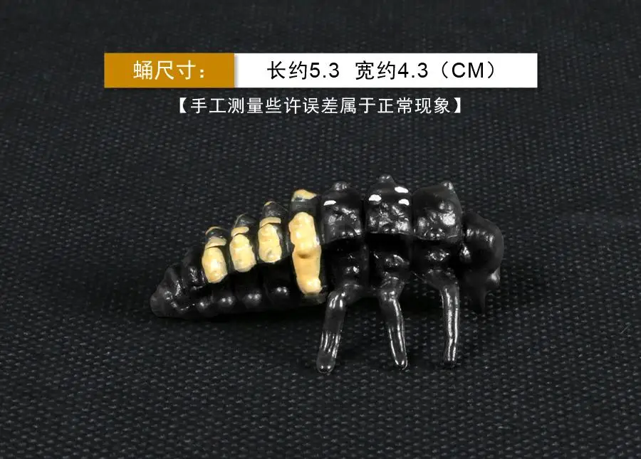 蛹