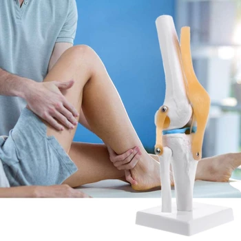 

Human Knee Joint Model Functional Model Anatomical Knee Joint Flexible Skeleton Model Medical Learning Aid Anatomy