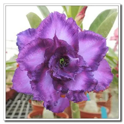 Распродажа! Новые 5 шт смешанные настоящие Adenium obesum пустынные розы цветы для дома и сада Семена бонсай растения для заказа образца - Цвет: 13