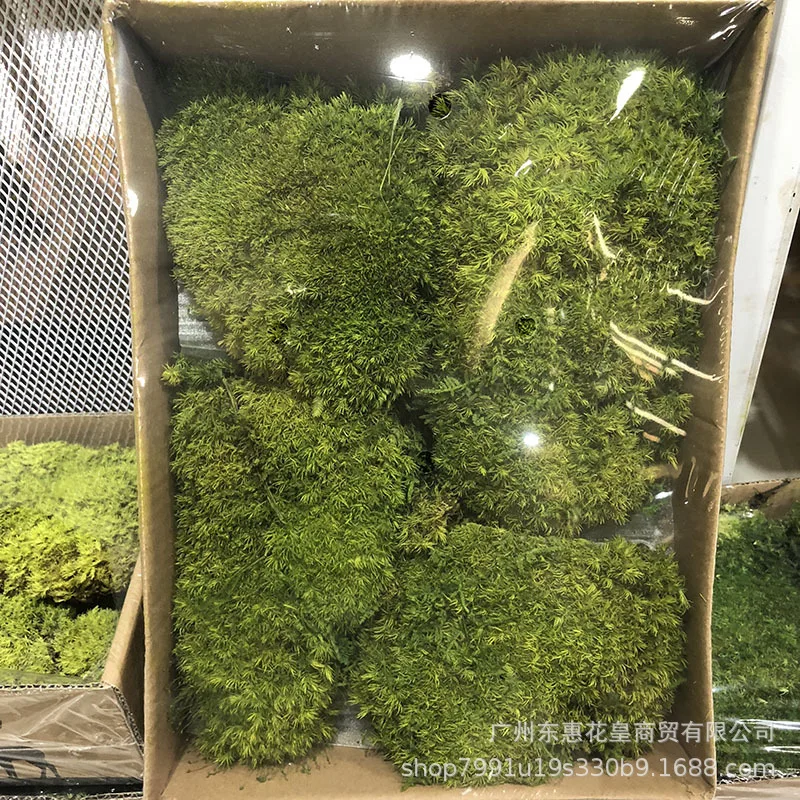 Plant carpet material Wrapped moss carpet gift diy adult handmade wedding  aisle decorations - AliExpress