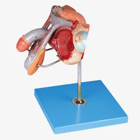 

Модель мужских гениталий, модель анатомических гениталий