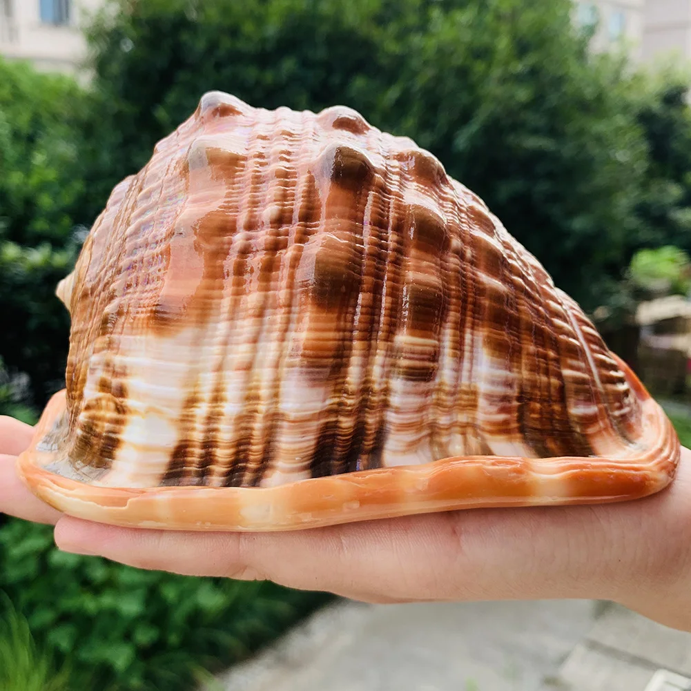 Natural Big Sea Shells Snail Wanbao Conch Nautical Home Decor Beach Wedding Decorations Collectibles Specimen Aquarium Landscape