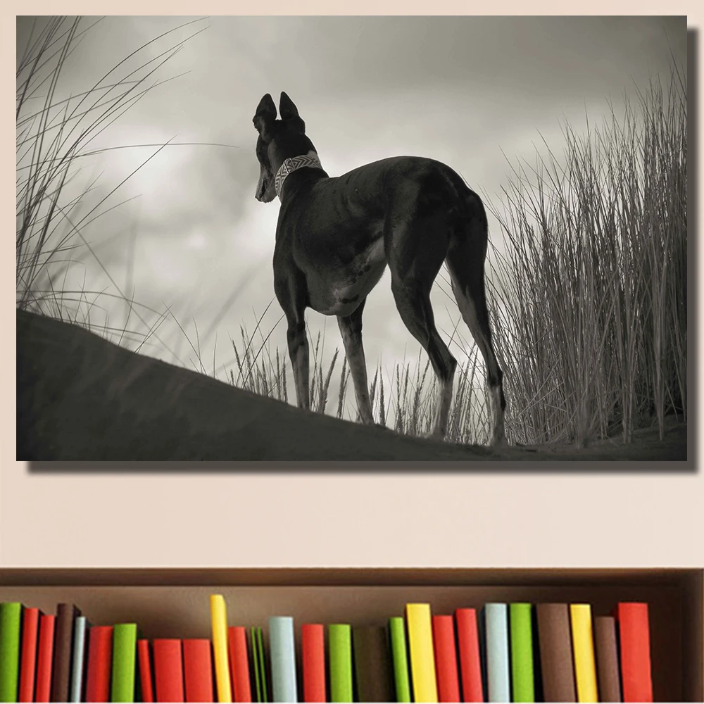 DDHH черно белая борзая смотрящая может сидеть масляной живописи на холсте