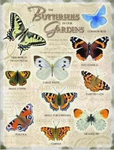 Butterflies in our Gardens including Common Blue Large White Red Admiral &amp Painted Lady. Small Metal/Steel Wall Sign | Дом и сад
