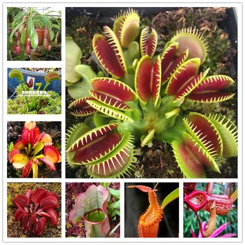 

200Pcs Plant Mask Nepenthes Grass Essence Masks NB-7