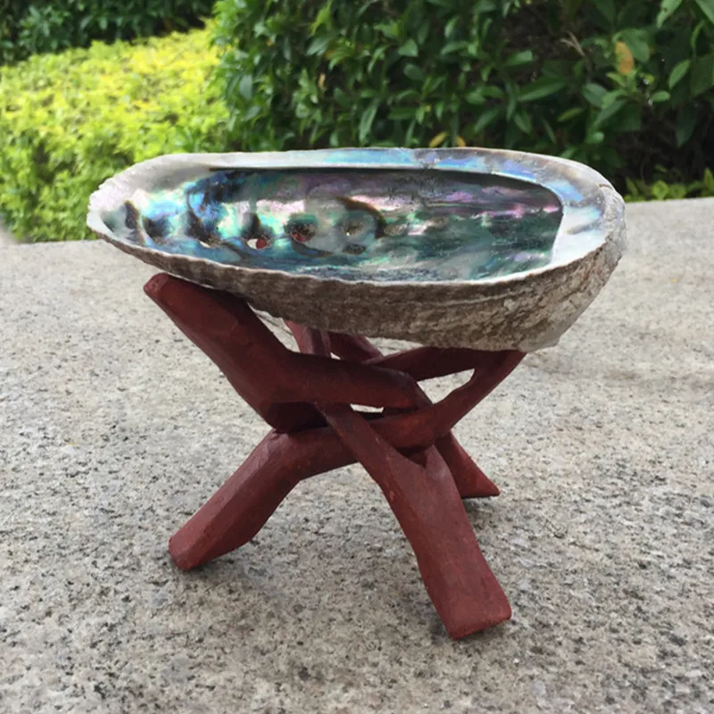 Concha de abulón Natural de México, Concha grande para decoración del