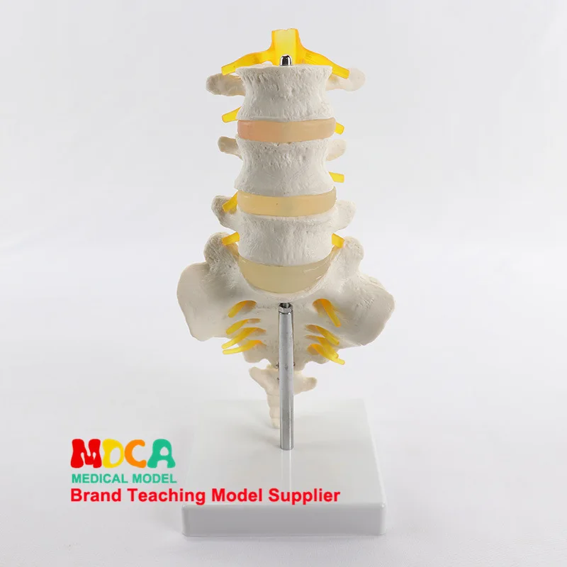 

Three-section Lumbar Vertebra with Sacral Model Spine 1: 1 Natural Large Medicine Teaching Myz007