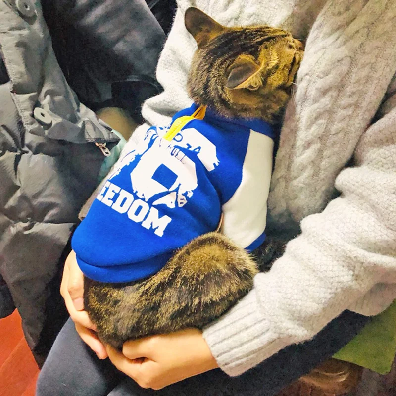 Одежда с котенком; английский короткий кукольный Кот; Оранжевый кот; Осенняя трендовая одежда; Одежда для кошек; Весенняя и осенняя одежда BB5WY19