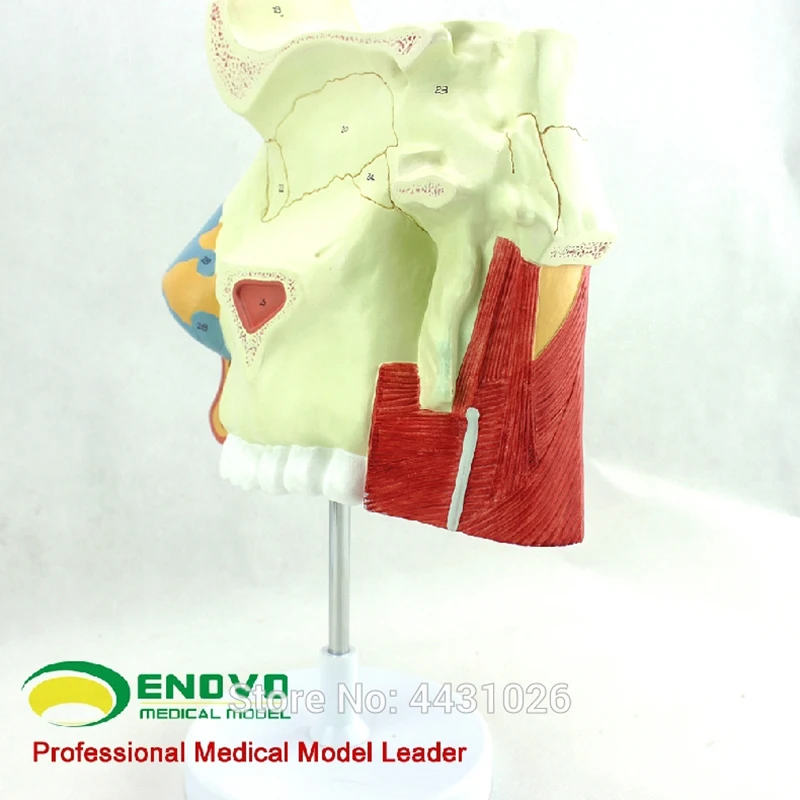 Эново медицинская носовая Анатомия человека модель носа и горла респираторная