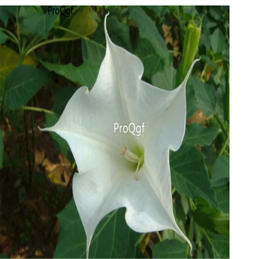 Ngryise 8000 шт набор Datura stramonium Мандала