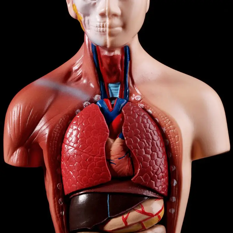 

Human Torso Body Model Anatomy Anatomical Medical Internal Organs For Teaching 72XF