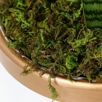 

60g Faux Artificial Moss Dried Floral Craft Green Plant Decoration Natural Reindeer Moss Preserved Artificial Flower Garden