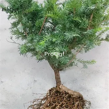 

Ngryise 2Pcs A Set Taxus wallichiana
