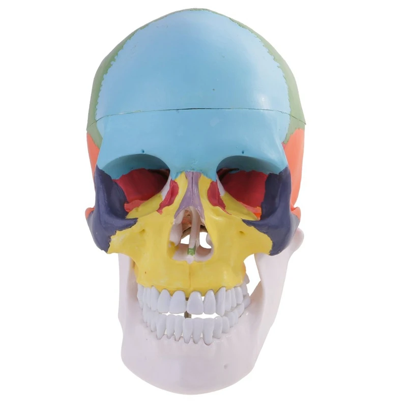

Model, Life Size Replica Medical Anatomy Anatomical Adult Model with Removable Skull Cap and Articulated Mandible, F