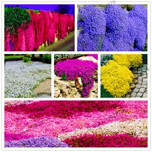 205 шт Редкие скальные крестовины бонсай, скалолазание, ползучие чабрецы, многолетние растения, наземное покрытие, цветок для дома и сада