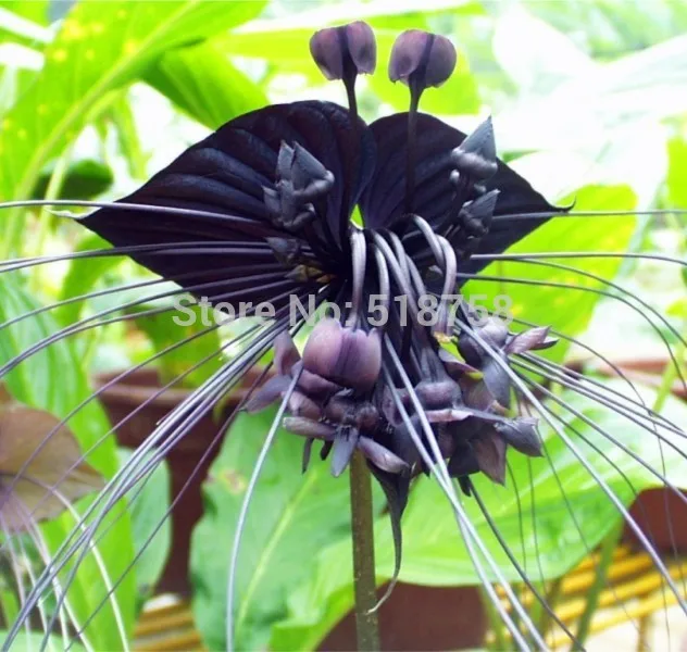 100 шт свежий настоящий Tacca Integrifolia OoEasy Fing flower F