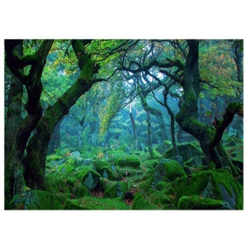 

7X5ft Rainforest Vinyl Photography Background Customized Photography Backdrop Studio Prop DZ279