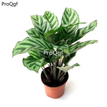 

Ngryise 1 Set Stromanthe sanguinea