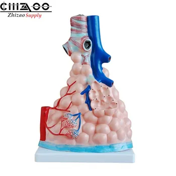 

Anatomical Enlarged Human Pulmonary Alveoli Model for Medical Science Teaching