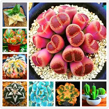 

Plant Flower Bath Salts mini juicy cactus Essence 200Pcs XZZ-264
