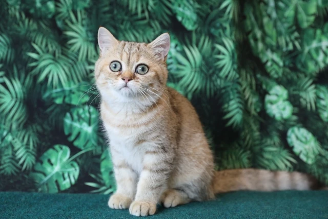 Laeacco       Ƽ ʻȭ photocall      Ʃ