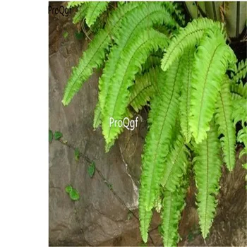 

Ngryise 500Pcs A Set Davallia mariesii Moore