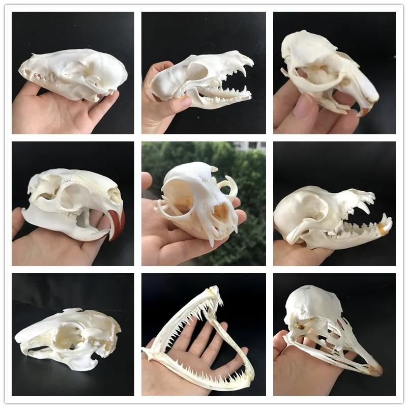 Fox skull,Taxidermy Mink skull 2 pcs combination of real animal skull 