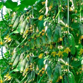 

Plant Flower Bath Salts Mini Cucumber Essence 100Pcs XZZ-83