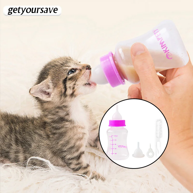 How Do I Bottle Feed A Kitten