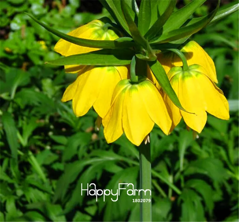 100 шт./лот, желтая императорская корона, бонсай, imperialis Lutea flores, легко выращивается, растение для домашнего сада,# TTCF7