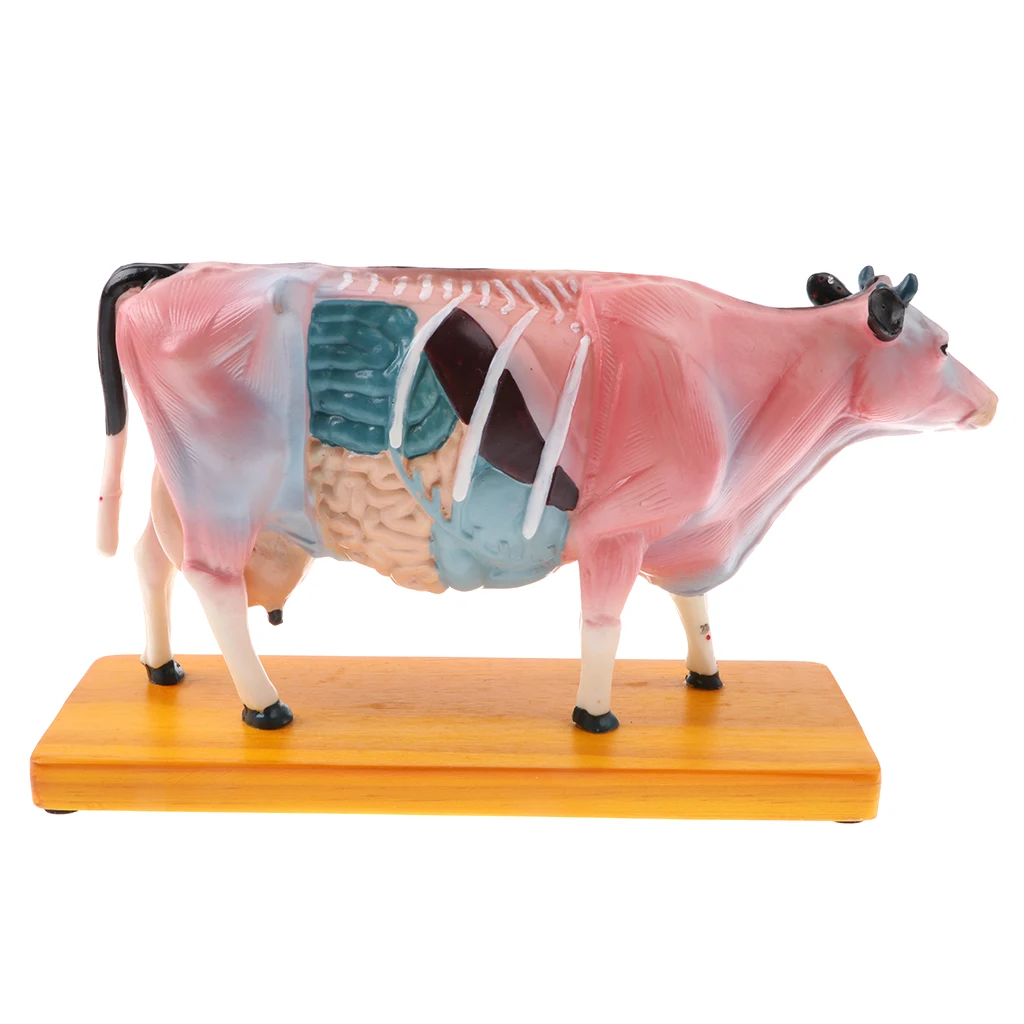 Dog Skeleton Model Dissection Cattle Cow Anatomy Anatomical Model For ...