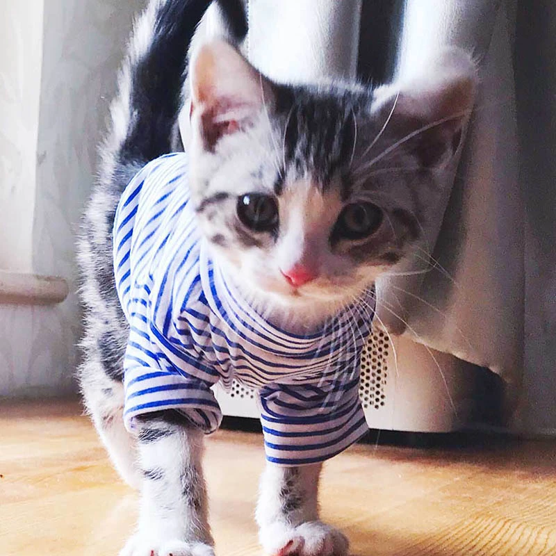 T Shirt Chaud En Coton Pour Chat Tenue Douce Vetement Automne Hiver Pour Petits Animaux De Compagnie Chiot Chaton Chien Aliexpress