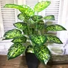 70cm 18 Leaf F