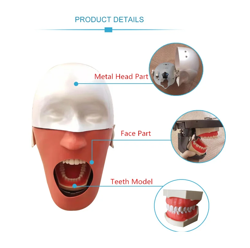 US $364.32 Dental Training Phantom Head Simulation Teeth Model Dentist Education Practice Head Model Dental Teaching Model