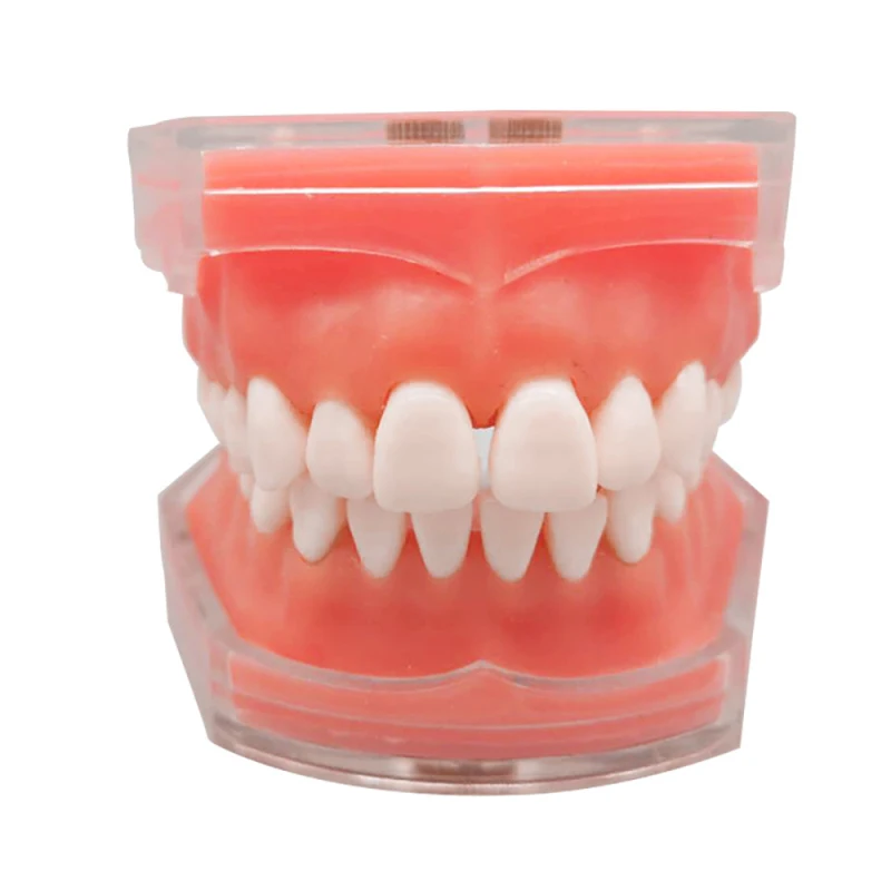 

Dental Standard Model with Removable Teeth Dental Study Teach Teeth Model