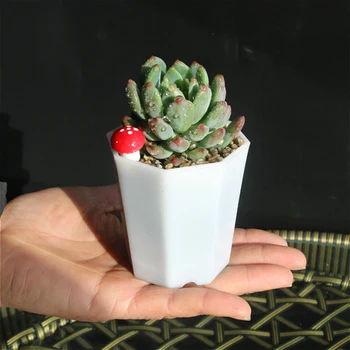 

10 Pcs Simple Versatile Octagonal Pot Succulent Plant Pot Imitation Ceramic Small Flower Pot for Living Room Balcony White A50