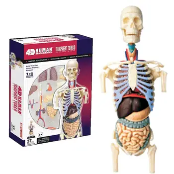 

1:6 Torso Model Human Half Body Internal Organs Anatomy Visceral Kidney Model