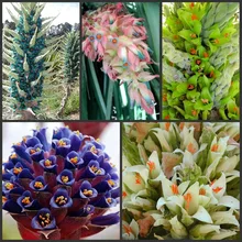 100 шт. свежий настоящий цветок Puya berteroniana S-Puya chilensis