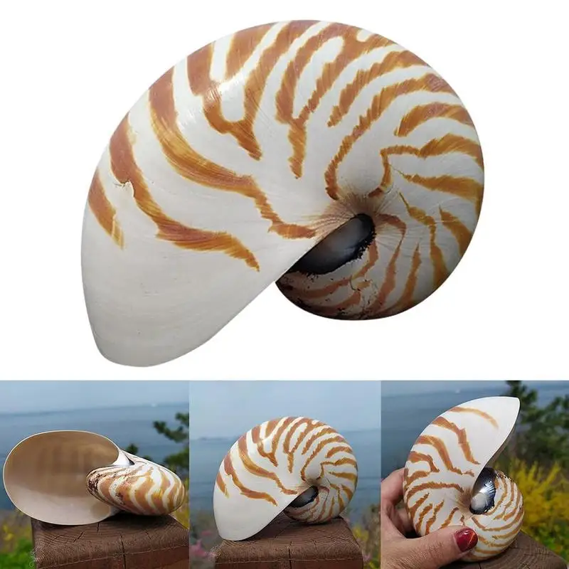 13-14 см, 1 шт., натуральная раковина Nautilus, морская звезда, настольная, аксессуары для аквариума, украшение для аквариума