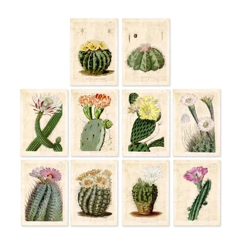 

10 in 1 Vintage Curtis Botanical art prints on cactus and floral art unframed