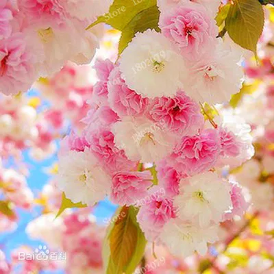15 шт./пакет, редкие Sakura flores, Вишневое дерево растения, в японском стиле, большая сорта бонсай растения для дома и сада - Цвет: 3