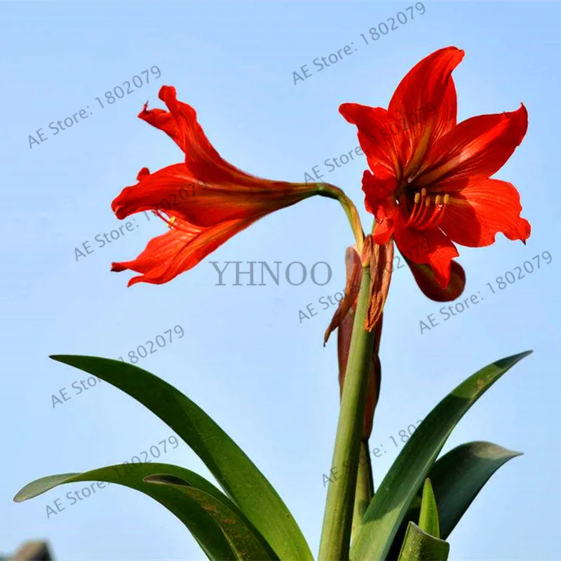 Красивая расцветка amaryllis цветок карликовые деревья, 100 шт./пакет, Hippeastrum rutilum, Высокая скорость прорастания - Цвет: 16