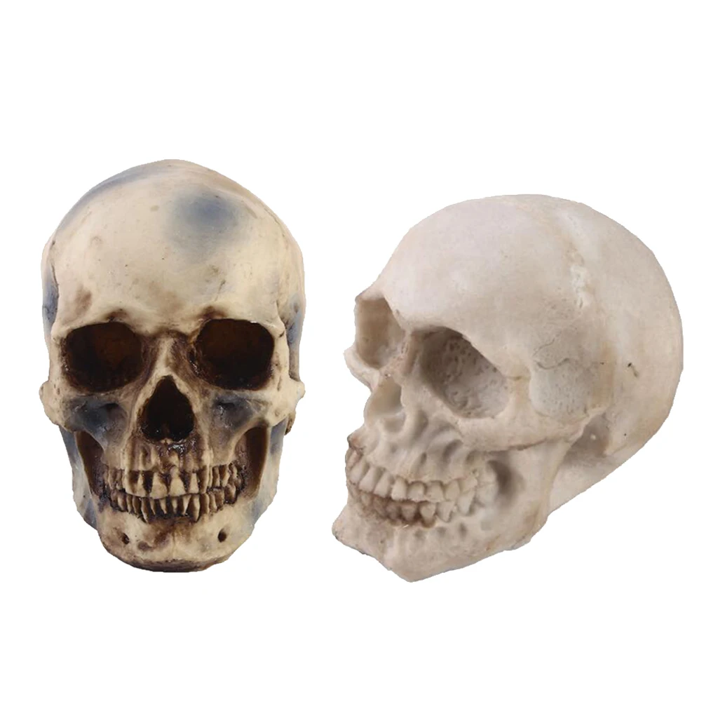 2pcs Realistic Replica Human Skull Resin Skull Skeleton Head 