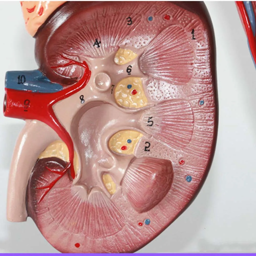 Medical Training Teaching Aid Hand Painted PVC Material Kidney and Nephron Glomerular Enlargement Model ZLF Human Kidney Anatomical Model Medical Training Teaching Aid Hand Painted PVC Material Kidney and Nephron Glomerular Enlargement Model ZLF Human Kidney Anatomical Model