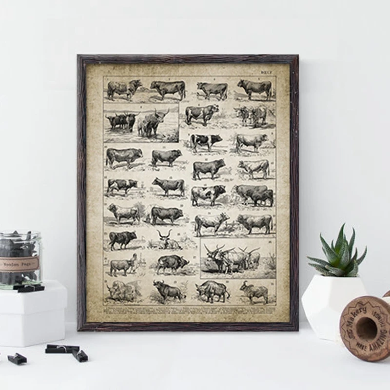 Antique Bull Breeds Canvas Print