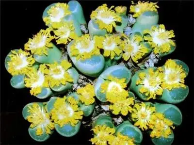 50 шт. свежий настоящий литопс Aizoaceae псевдобрункателла суккулент S микс~ живые камни красочные лица